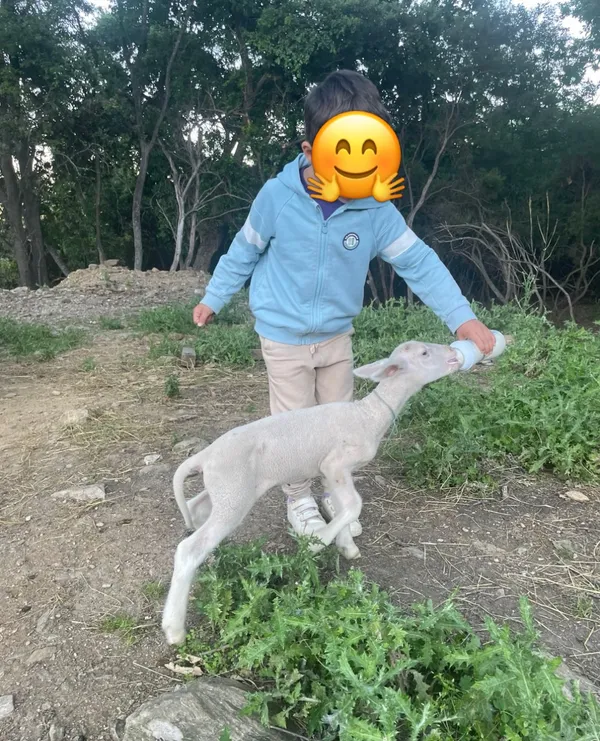 Le biberon du matin pour un agneau