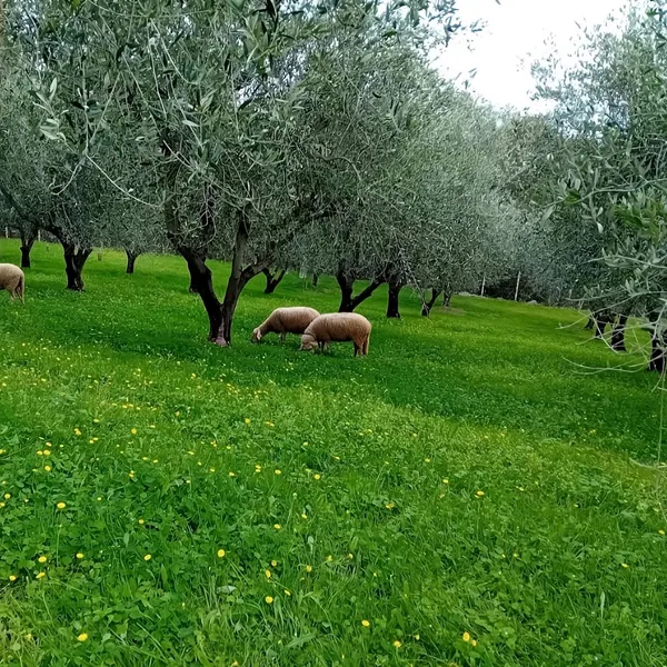 Brebis qui pâturent dans l’oliveraie, en Haute-Corse